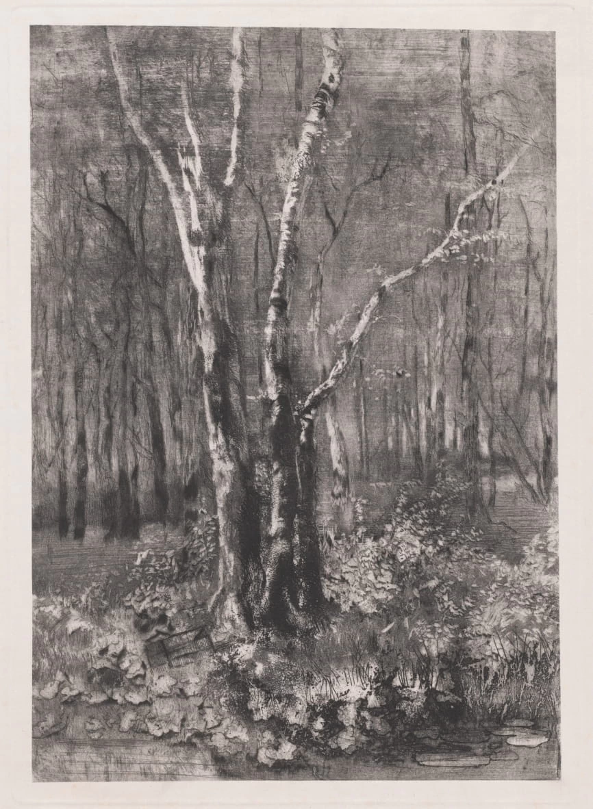 Bosco nel Parco vicino a Monza